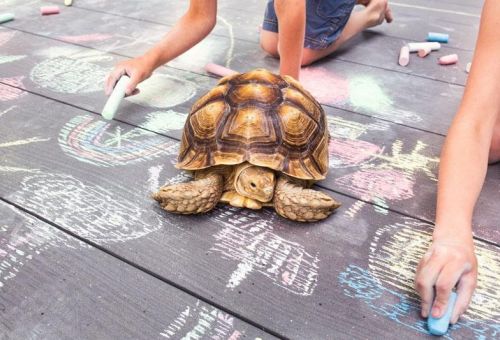 PREMIUM PLUS extra třída