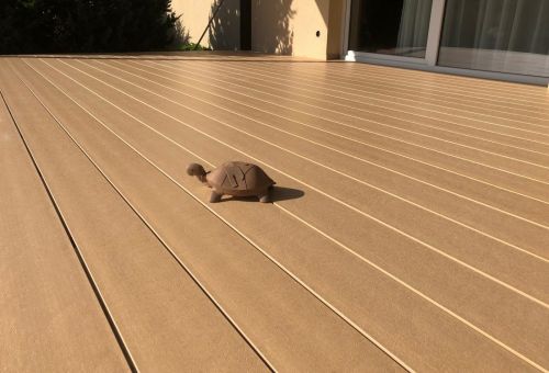 Naše Megawood želva si leze po povrchu Delta Zázvor ....